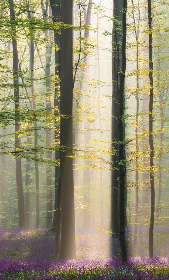 Misty sunrise in Hallerbos