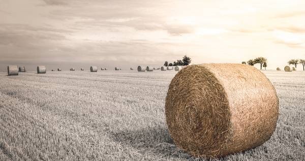 Getreiderolle auf Feld im Sonnenschein.jpg (10749 KB)  od Dennis Wetzel