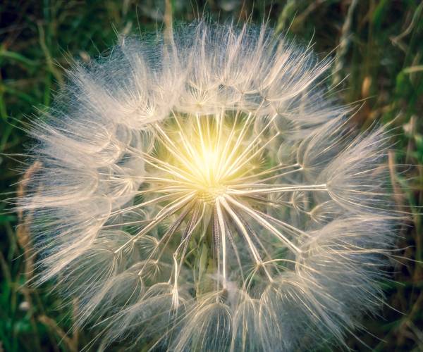 Pusteblume Makroaufnahme mit Licht.jpg (11280 KB)  od Dennis Wetzel