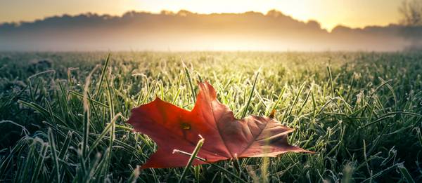 Rotes Herbstblatt auf grüner frostiger Wiese mit Nebel und Sonne od Dennis Wetzel