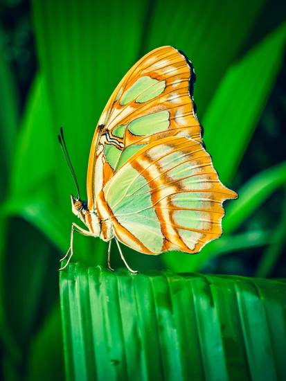 Schmetterling Makroaufnahme