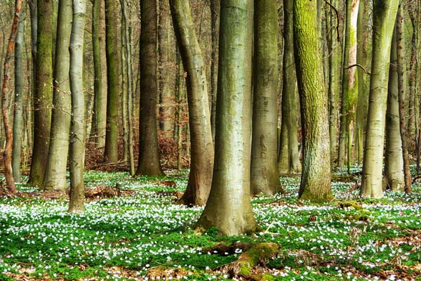 Wald der Anemonen od Joachim W. Dettmer