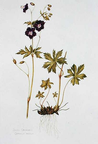 Dusky Cranesbill (w/c on paper)  od Diana  Everett