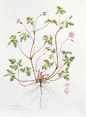 Herb Robert (w/c on paper) 