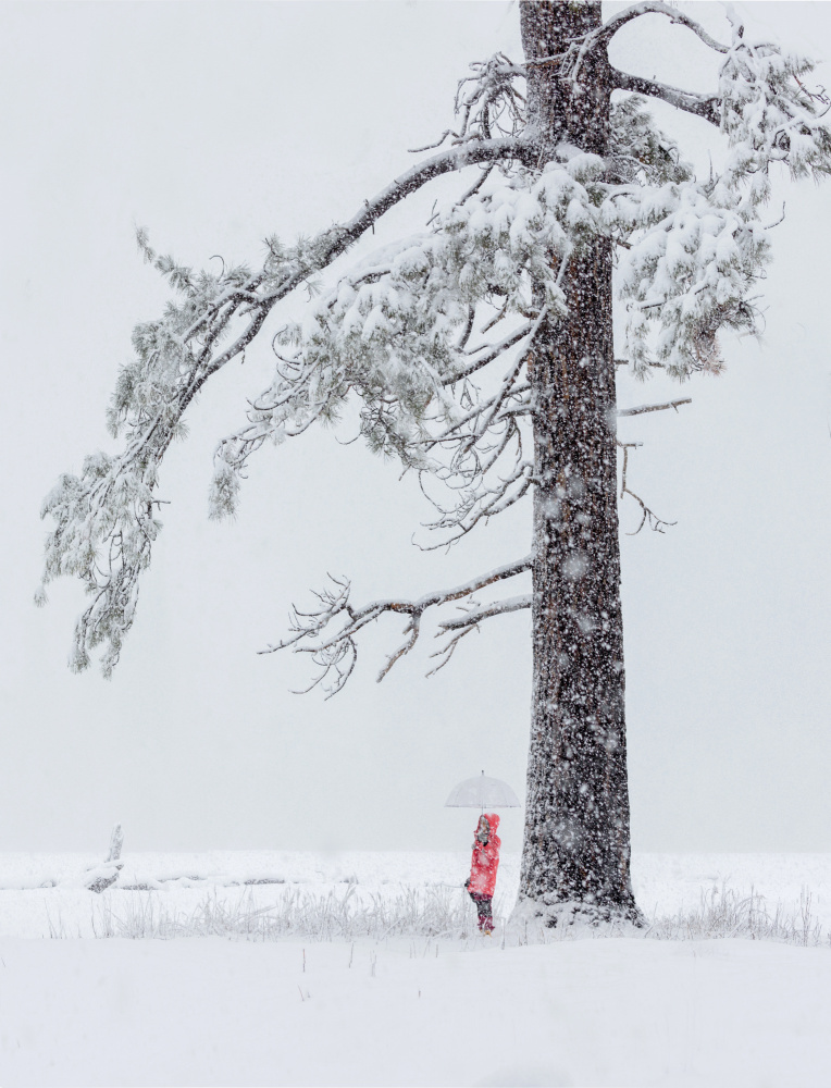 In Snow od Dianne Mao