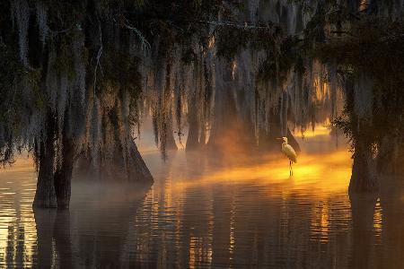 Under Spanish Moss