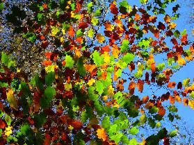 Im Wald von Hage II - Herbst 2012