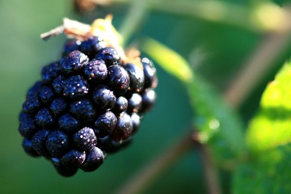 Brombeere am Strauch od Dieter Ritter