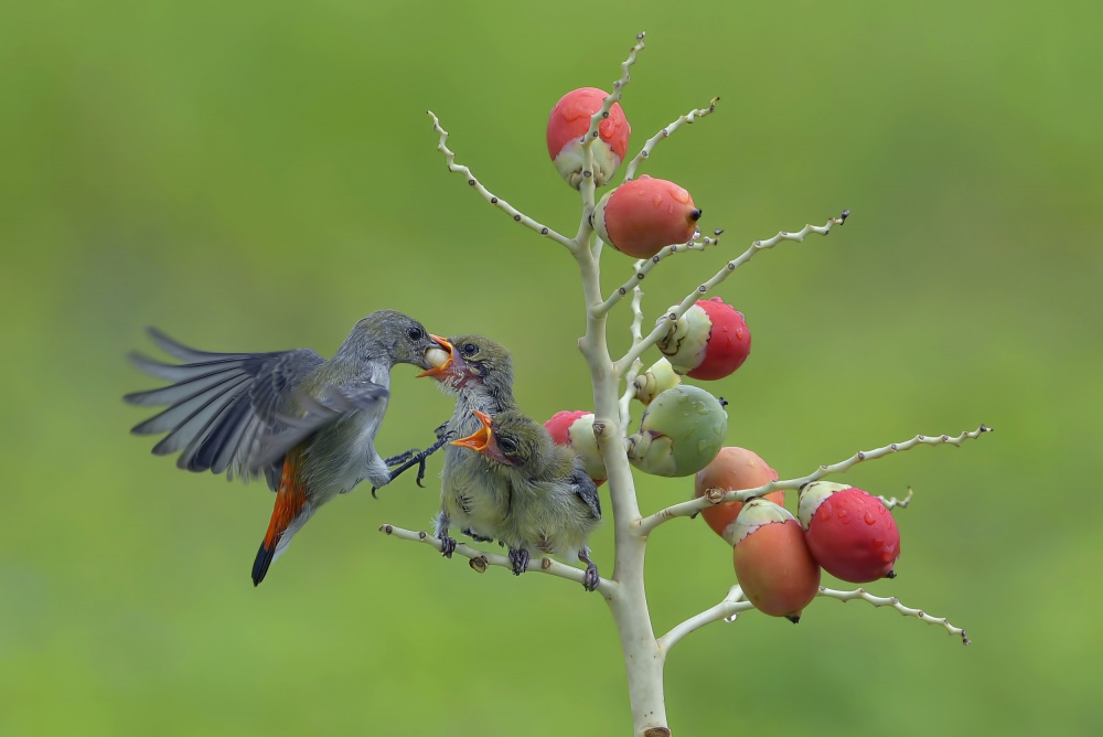 Female scarlet-headed flowerpecker bring food to their chicks od Dikky Oesin