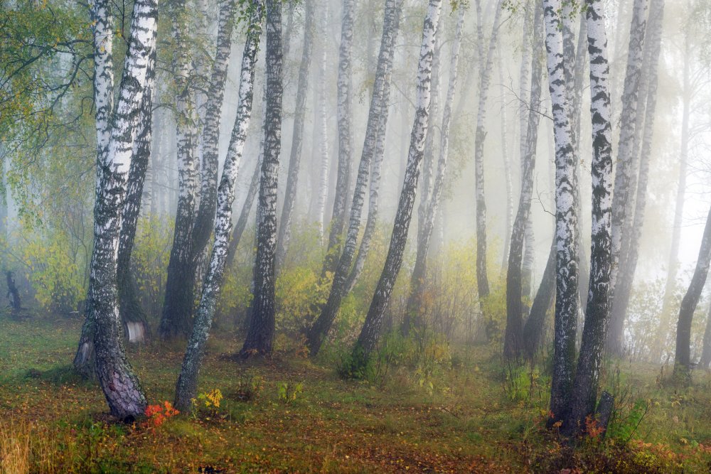 Autumn fogs od Dmitry Doronin