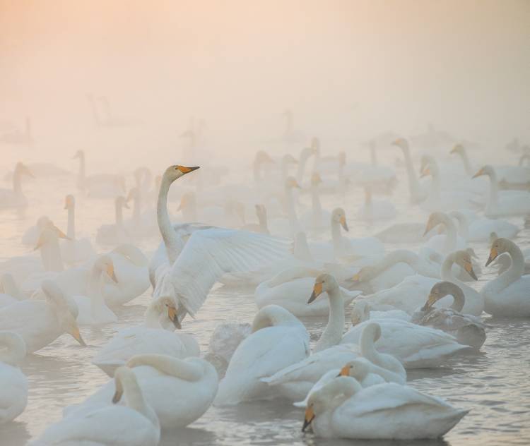 Song of the Morning Light od Dmitry Dubikovskiy