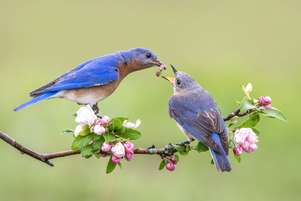 Bluebirds Love od Donald Luo