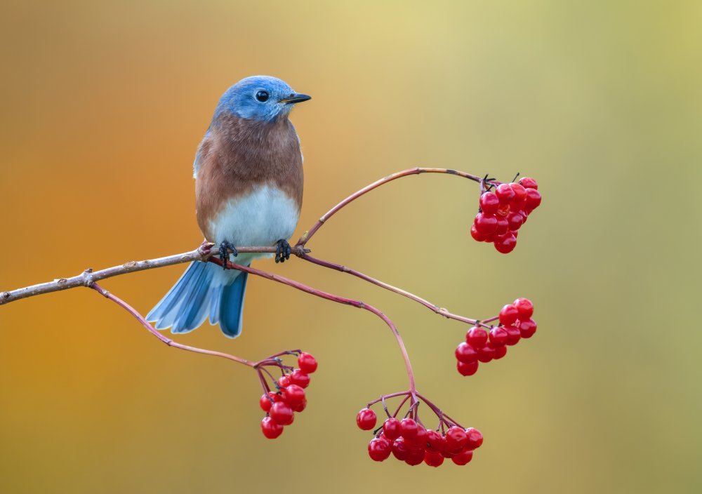 Eastern Bluebird od Donald Luo
