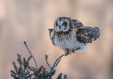 Short-eared Owl