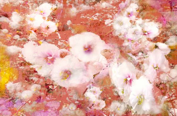 Kirschblüten od Doris Beckmann