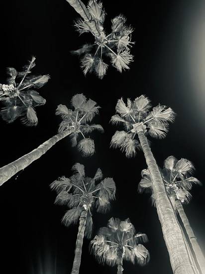 Palmen in der Nacht