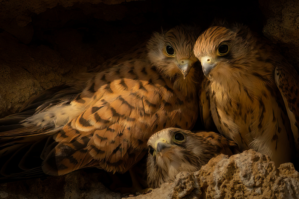 The three brothers od Doron Margulies