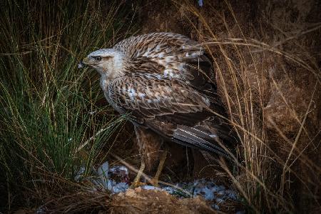 Long-legged buzzard and his prey