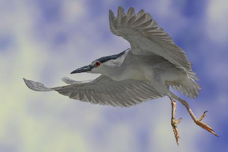 Night Heron Dance