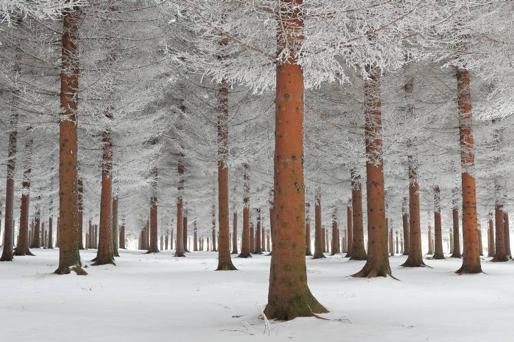 magical forest od Dragisa Petrovic