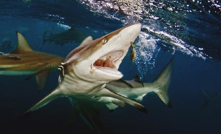 Feeding oceanic blacktip shark