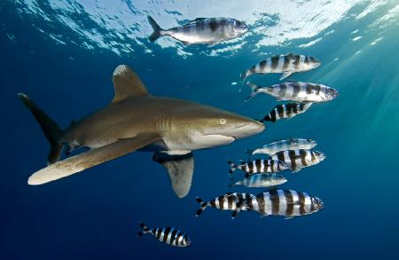 Oceanic whitetip shark (Carcharhinus longimanus)