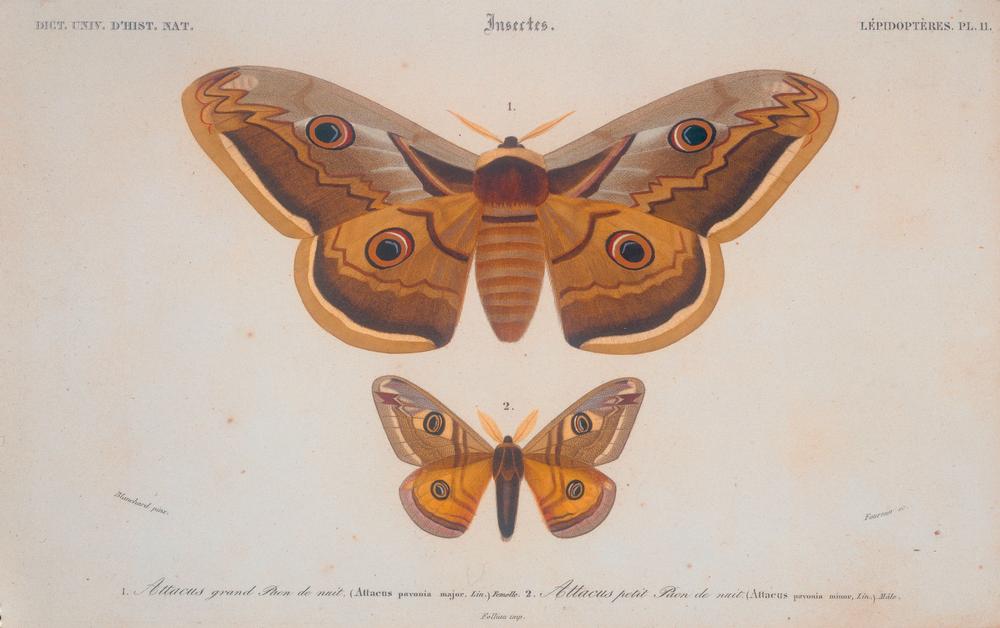 Attacus grand Paon de nuit (Attacus pavonia major) 2. Attacus petit paon de nuit (Attacus pavonia mi od E. Blanchard