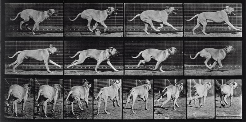 Running Dog, plate 707 from ''Animal Locomotion'', 1887 (b/w photo)  od Eadweard Muybridge