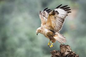 Buteo rufinus