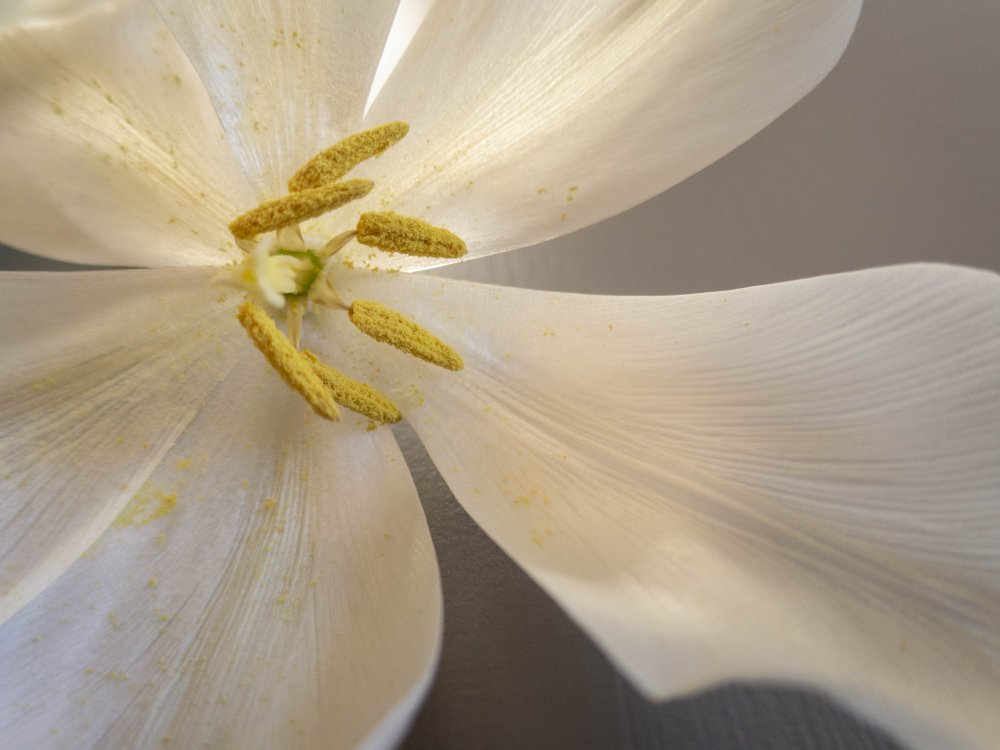 White tulip od Edita Brus