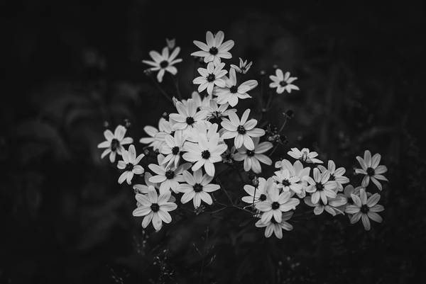 Blüten in schwarz-weiss od Edith Nero