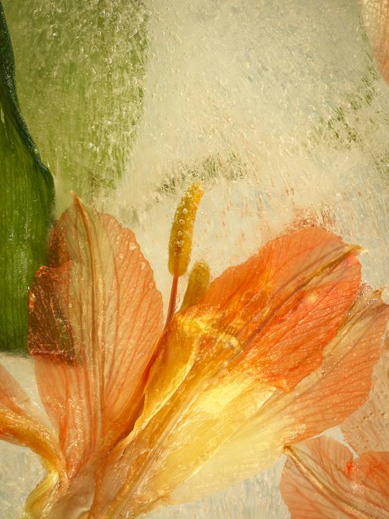 Gefrorene Blütenwelt  od Edith Nero