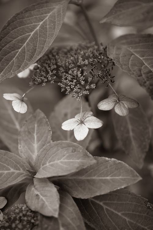 Hydrangeablüten od Edith Nero