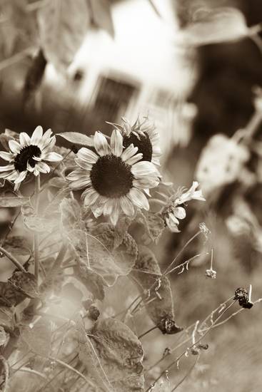 Sonnenblumen im Garten