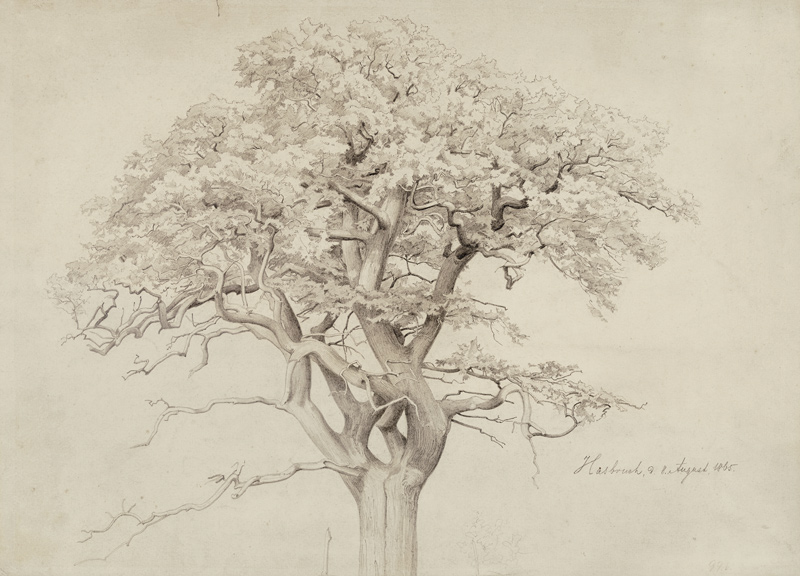 Treetop od Edmund Friedrich Kanoldt