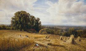 Grain harvest