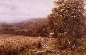 Harvest Time on the Dart