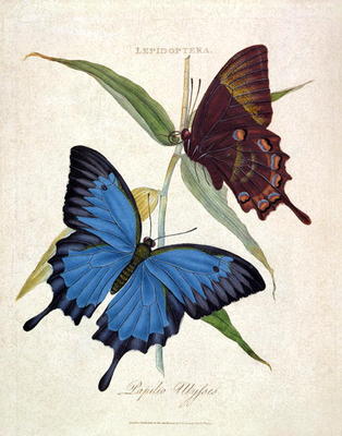 Butterfly: Papilo Ulysses, pub. by the artist, 1800 (engraving) od Edward Donovan