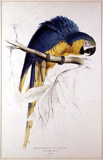 Blue and yellow Macaw od Edward Lear