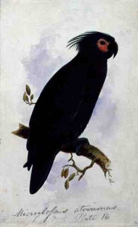 Parrot: Plate 16 od Edward Lear