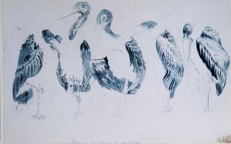 Studies of Storks od Edward Lear
