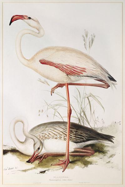 Flamingo