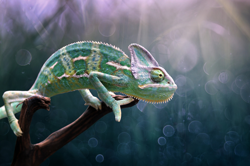 Chameleon od Edy Pamungkas