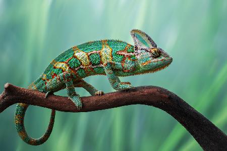 Chameleon