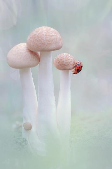 mushrooms and ladybug