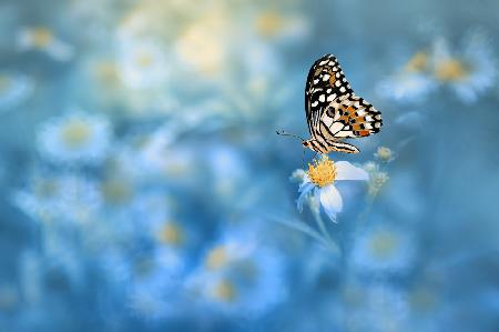 Butterfly on the flower