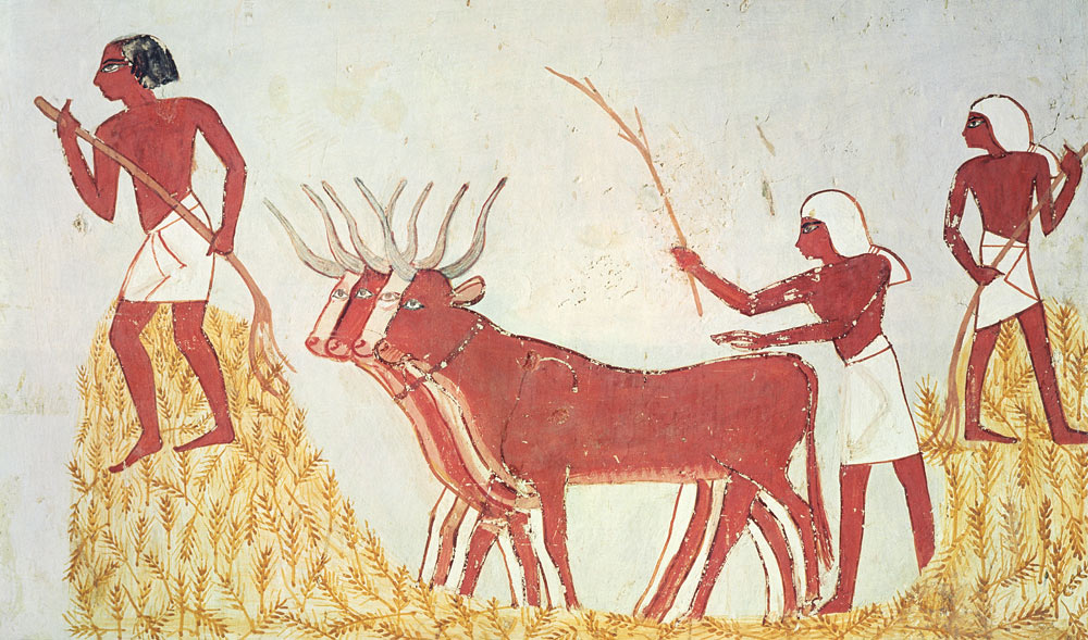 Using cows to trample wheat, from the Tomb of Menna, New Kingdom od Egyptian