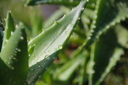 Aloe Vera