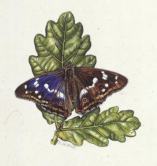 Purple Emperor Butterfly on Oak leaves (w/c)  od Elizabeth  Rice