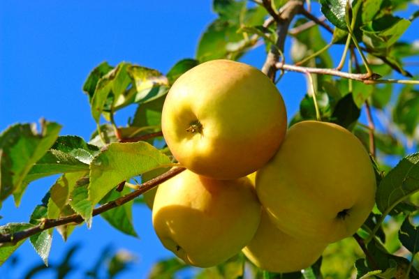 Makellose Äpfel Golden Delicious od Elke Ursula Deja-schnieder